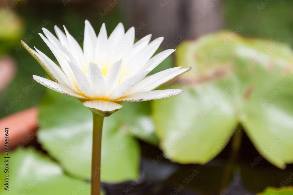 Side view of White Lotus flower in garden