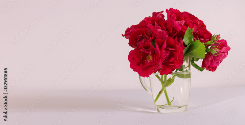 Fototapeta premium The red rose is a white background