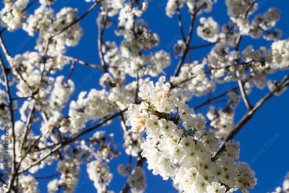 cherry tree with white flowers in the background the blue sky cherry tree with white flowers in the background the blue sky