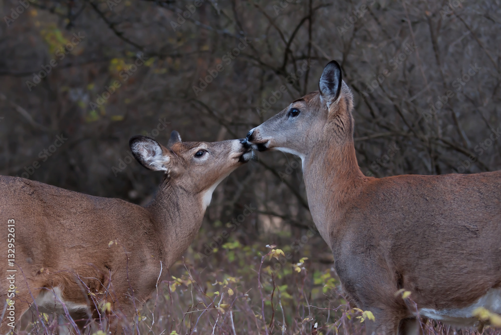 White-tailed deer doe and fawn greeting each other in Ottawa, Canada