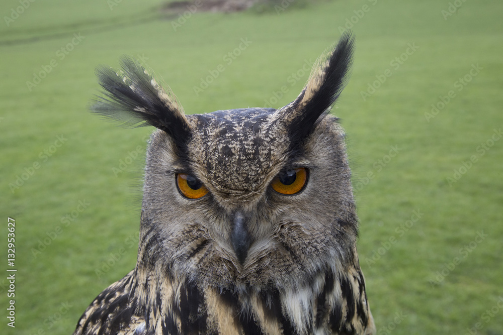 euroasian owl euroasian owl