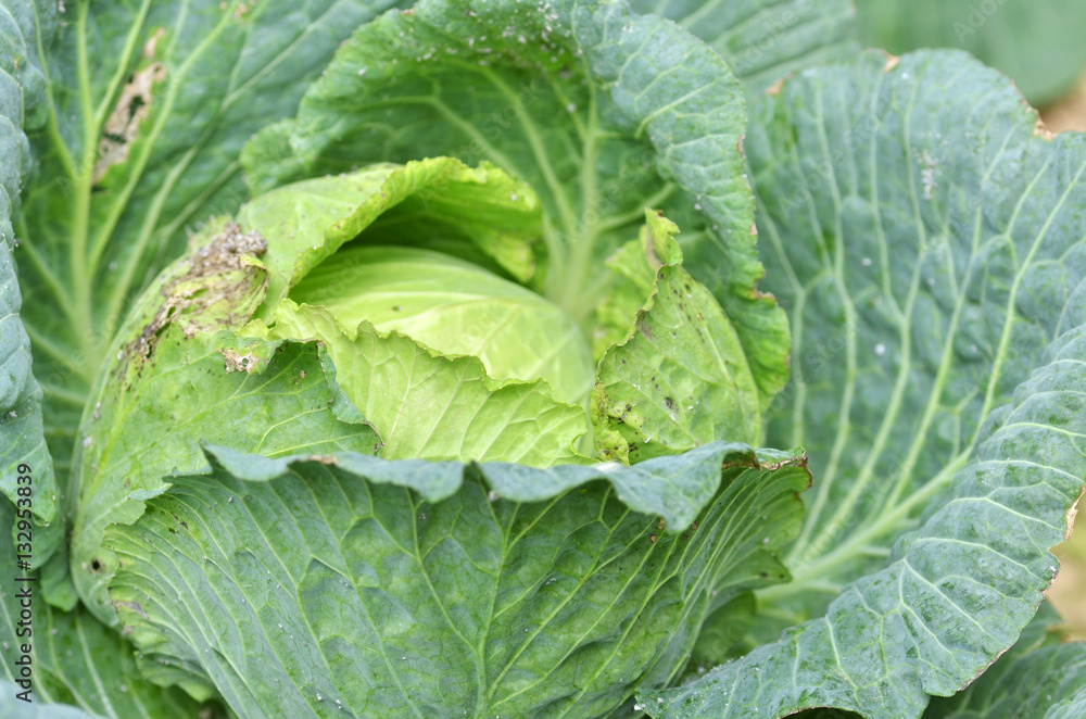 Green cabbage in a farm Green cabbage in a farm