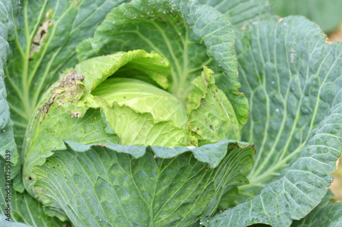Green cabbage in a farm