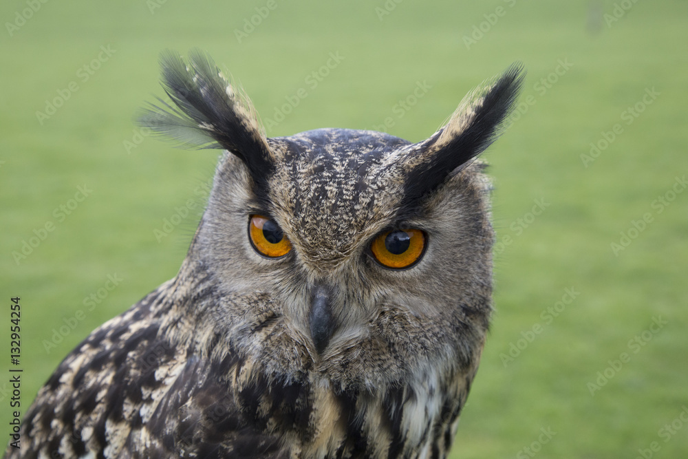 Fototapeta premium euroasian owl