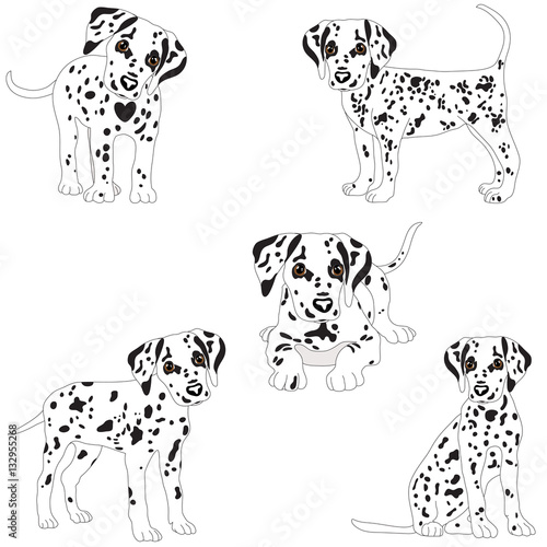 Dalmatians  cute  sad. Vector Illustration Portrait of Dalmatian Puppy. Dog isolated.