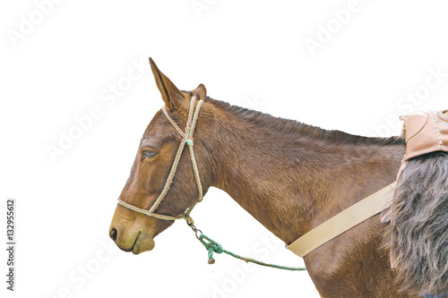 Side View Body Part Mule Isolated