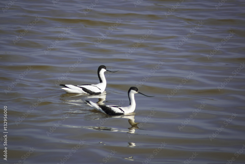 A landscape image of a pair of Pied Avocets, Recurvirostra avosetta.