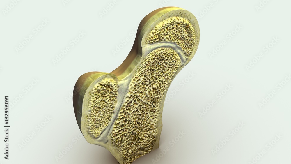 Cartilaginous Joints