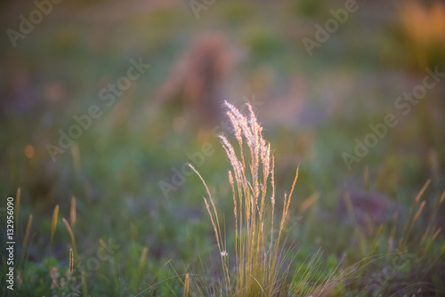 Pampas Landscape, La Pampa, Argentina © foto4440