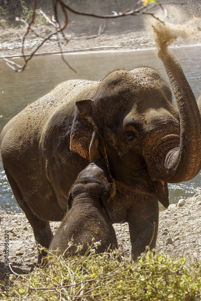 Fototapeta premium Elefant bläst Staub