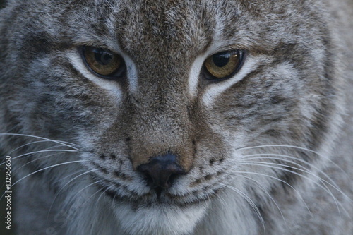 northern lynx portrait