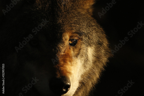European grey wolf