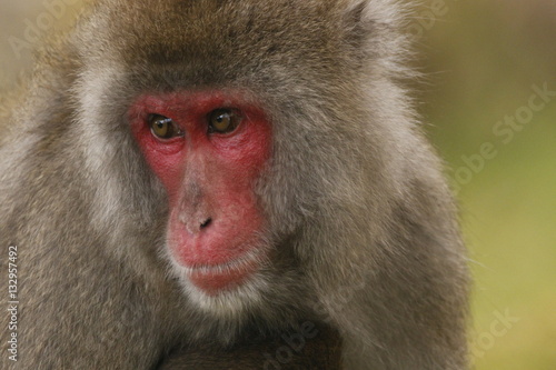 Japanese Macaque © Paul