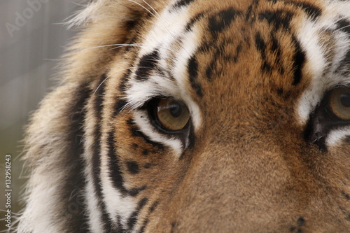 Obraz na plátne amur tiger portrait