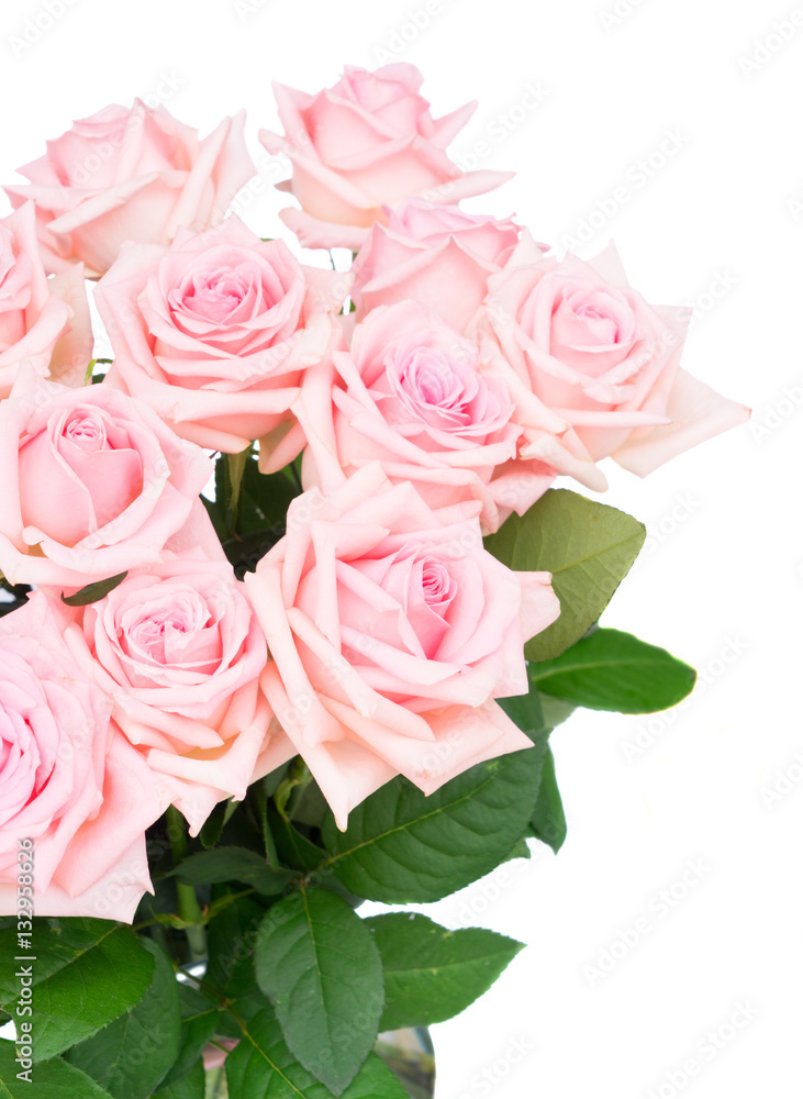 Obraz premium Pink blooming roses bouquet close up isolated on white background