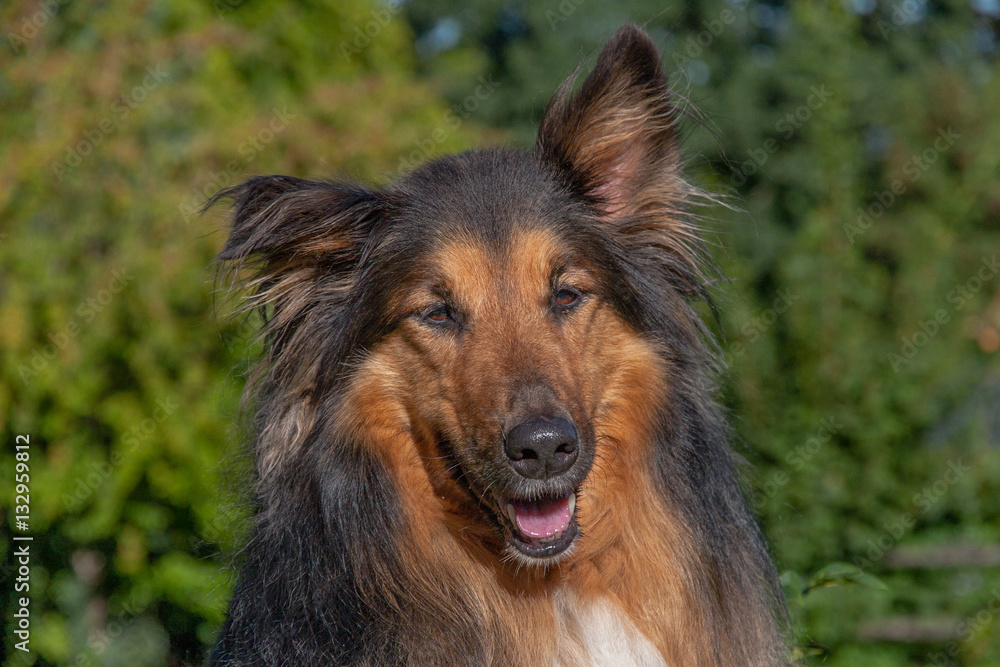 Dog in garden Dog in garden