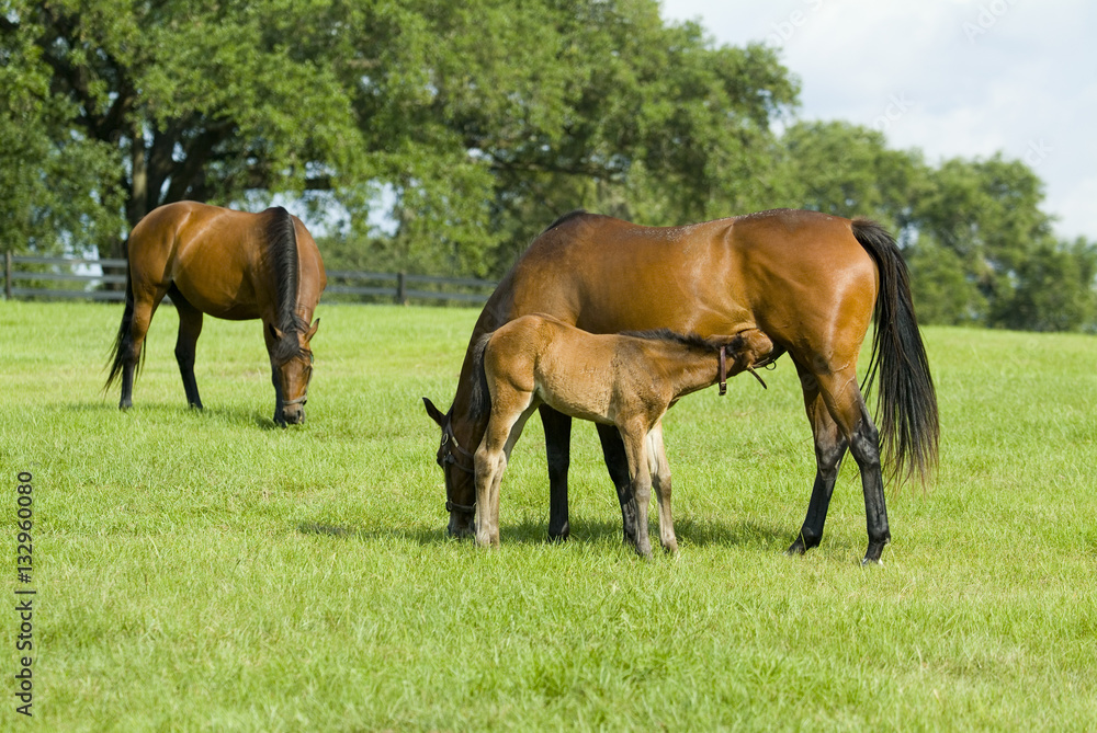 Beautiful horse mare and foal in green farm field pasture equine industry
Beautiful horse mare and foal in green farm field pasture equine industry