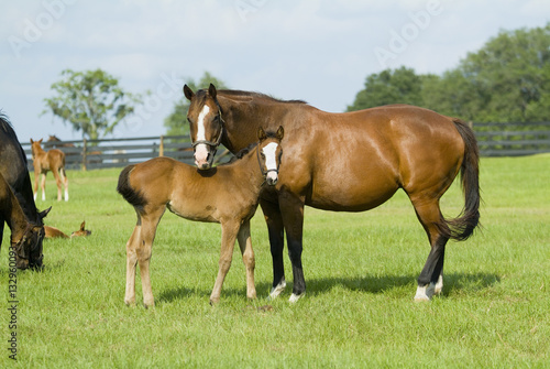 Beautiful horse mare and foal in green farm field pasture equine industry   © Condor 36