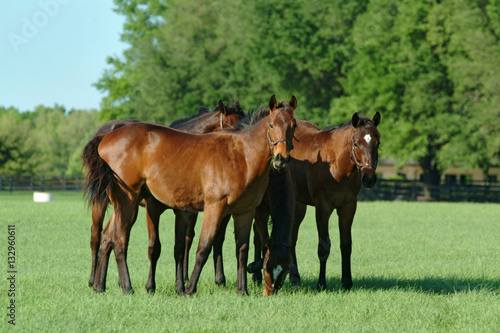 Beautiful thoroughbred horses in green farm field pasture equine industry  