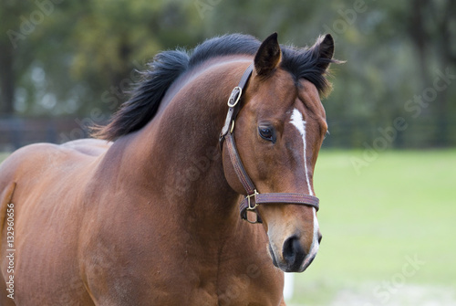 Beautiful thoroughbred horse in green farm field pasture equine industry 