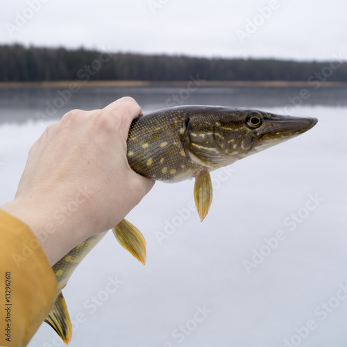 Fototapeta Naklejka Na Ścianę i Meble -  pike caught ice fishing