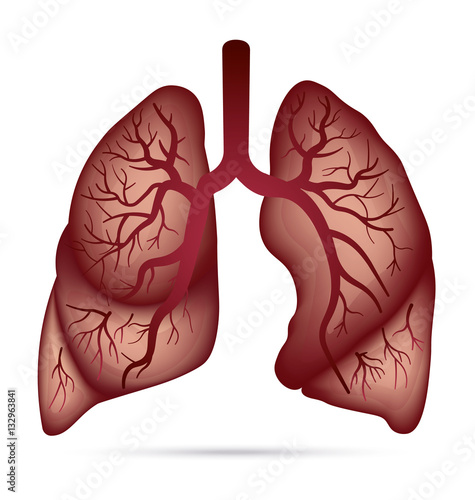 Human lungs anatomy for asthma, tuberculosis, pneumonia. Lung cancer diagram in detail illustration. Breathing or respiratory system. Vector