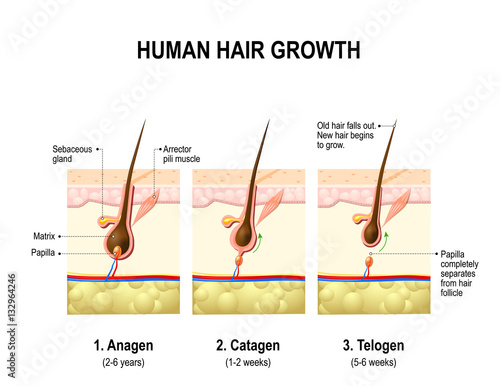 Hair growth. anagen, catagen and telogen