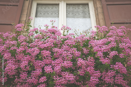 Fototapeta Naklejka Na Ścianę i Meble -  Geraniums sur le rebord de la fenêtre
