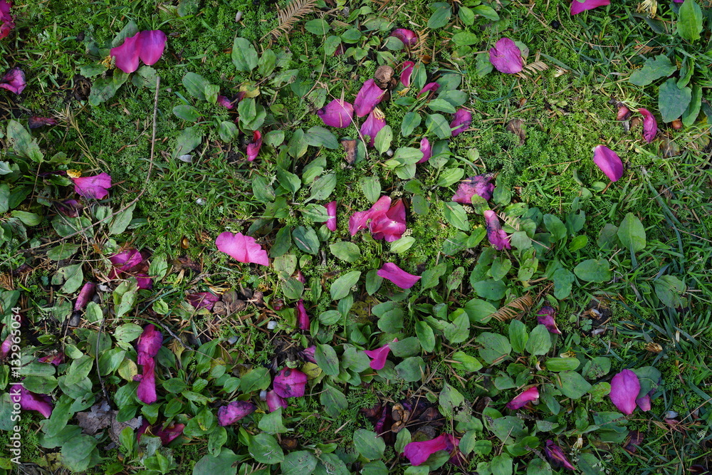 芝生の上の花びら 椿 バラ 公園 日差し Stock Photo Adobe Stock