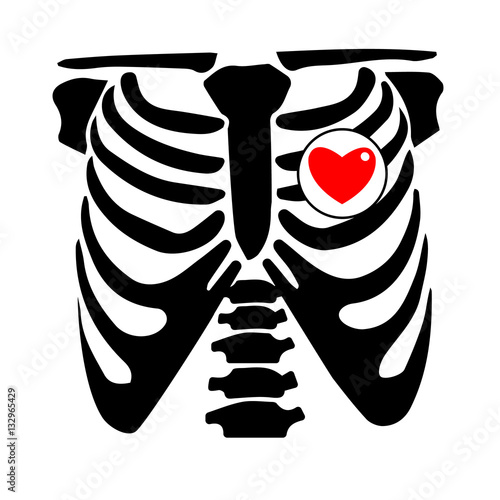 chest, rib, vector, skeleton, heart, bone, illustration