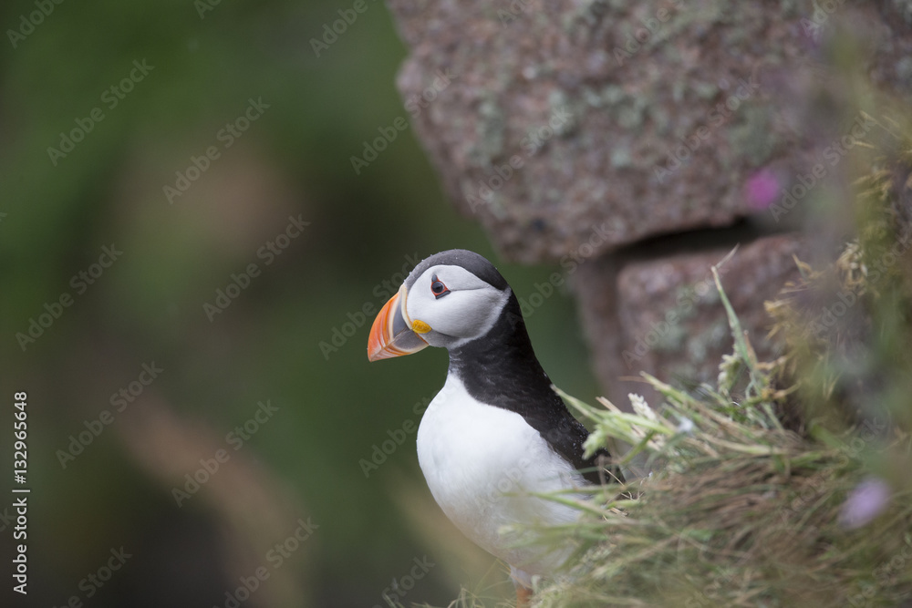 Fototapeta premium puffin resting on cliff face with green background