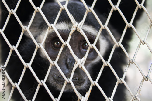 closeup Portrait of a caged Gibbon