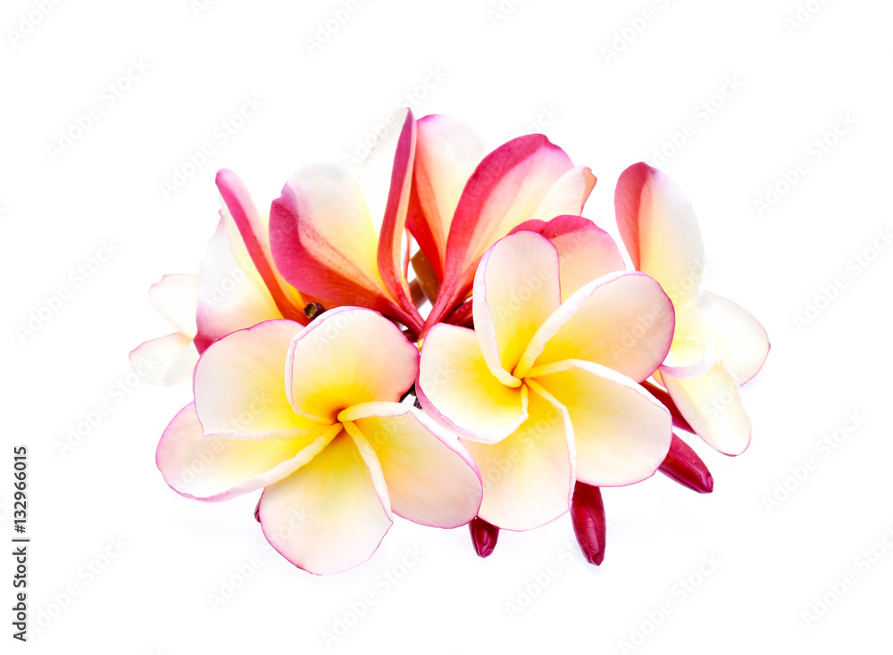 frangipani isolated on white background frangipani isolated on white background