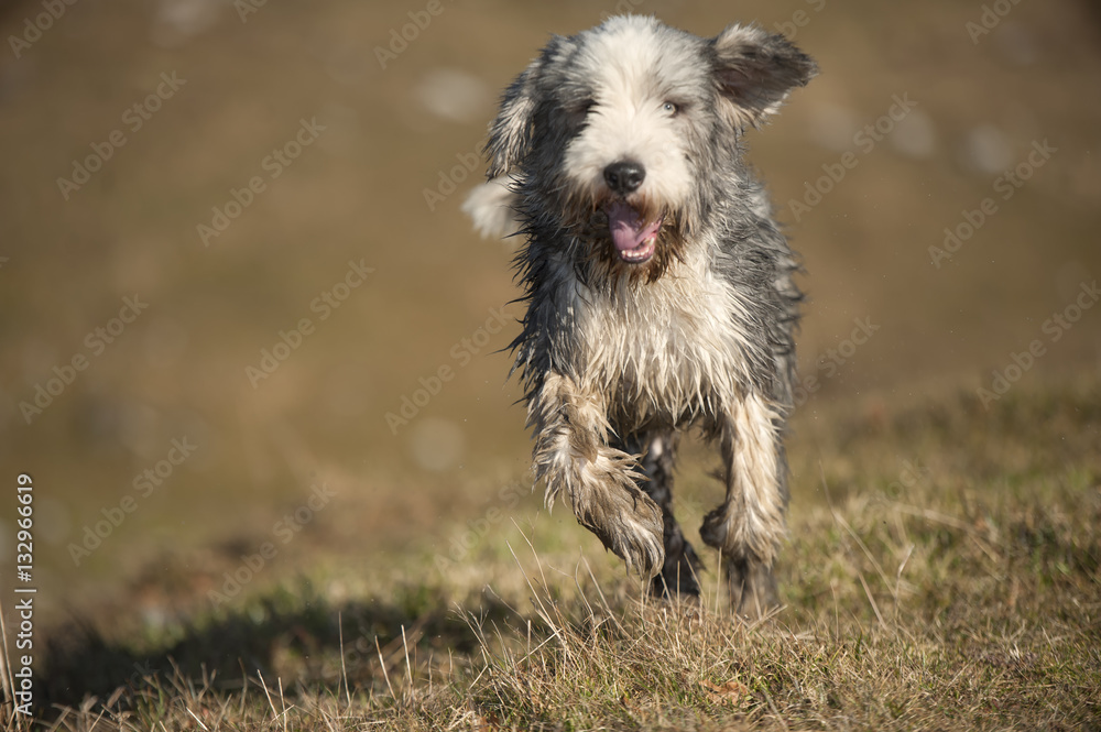 Wet Bearded Collie running in the meadow. He has short coat for easier treatment of his coat. Wet Bearded Collie running in the meadow. He has short coat for easier treatment of his coat.