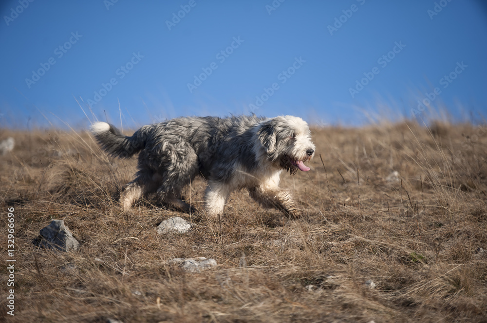 Bearded collie with short coat in motion, side view. He is walking in brown grass on a beautiful sunny day with blue sky 