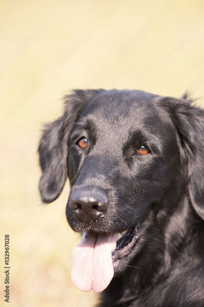 Head of happy black flat-coated retriever on sunny background. Dog has nice brown almond eyes, cute black nose, trimmed ears and he is showing his tongue. Very nice head and expression