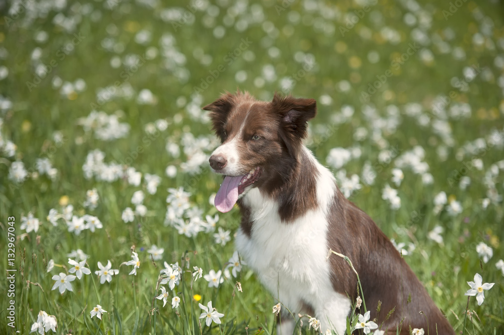 Border collie in daffodil field. Brown border collie sitting in daffodil field. Photography of a dog surrounded with narcissus flowers.