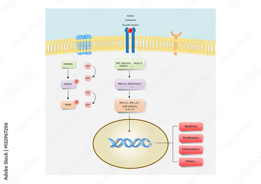 MAPK: mitogen activated protein kinase, its main classes and mechanism ...