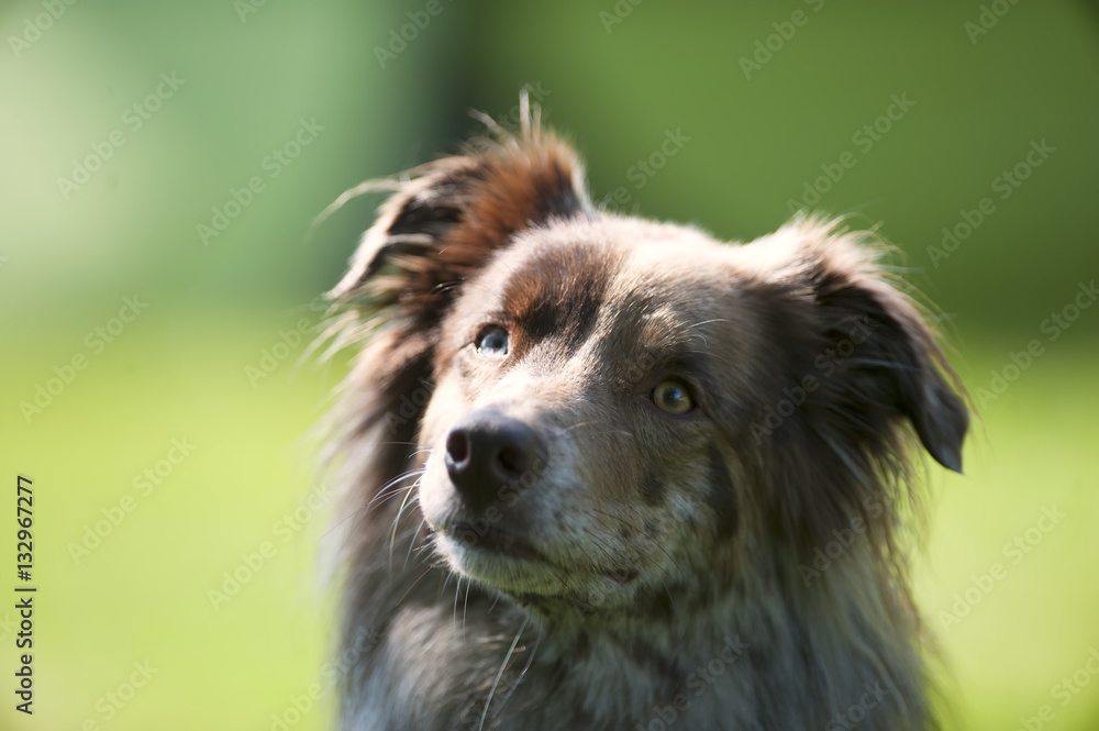 Portrait of red merle Australian shepherd. He is looking with cute expression. Portrait of red merle Australian shepherd. He is looking with cute expression.