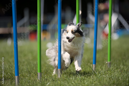 White dog, Australian Shepherd, running slalom on agility course. He has pleased face expression