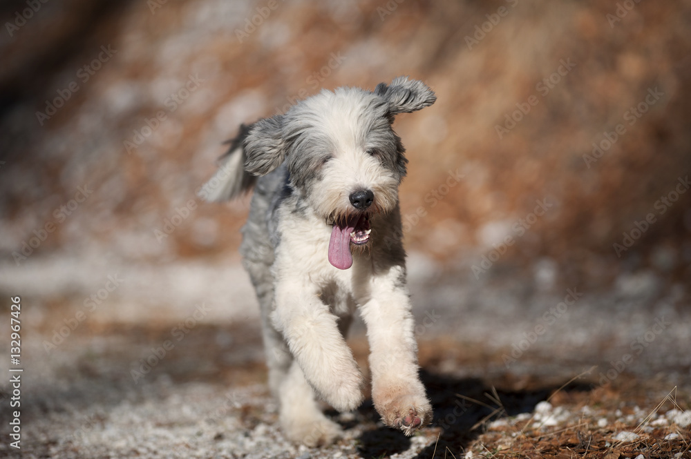 Happy purebred dog bearded collie running. He has short coat, blue with  white markings. Portrait of bearded collie, hair cut ready for winter Stock  Photo | Adobe Stock