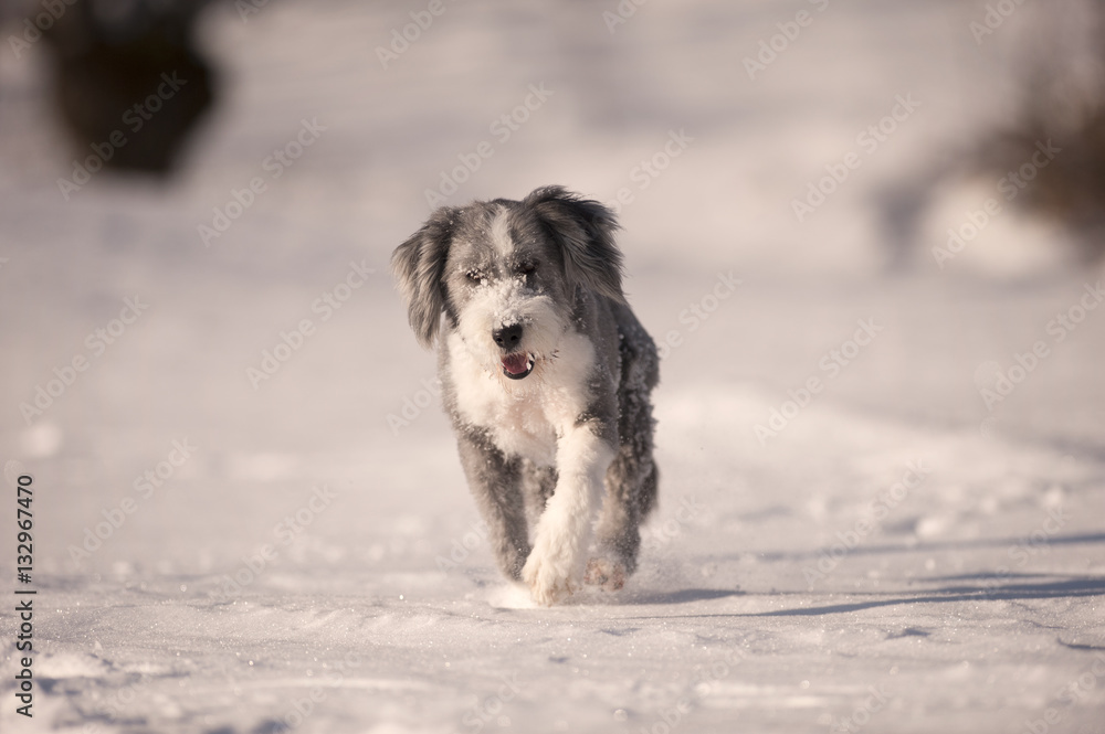 Happy purebred dog bearded collie running in the snow. He is trimmed, has  short coat, blue with white markings. Portrait of bearded collie, hair cut  ready for winter Stock Photo | Adobe