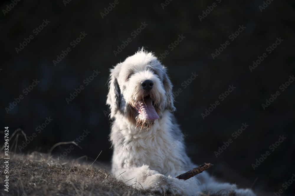 Happy Bearded Collie lying with a stick between his paws. Happy Bearded Collie lying with a stick between his paws.