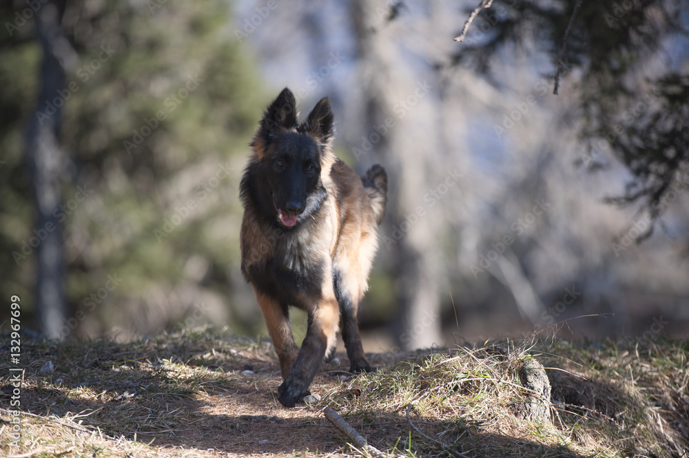 Cute Belgian Shepherd puppy walking in forest. He has long coat. Cute Belgian Shepherd puppy walking in forest. He has long coat.