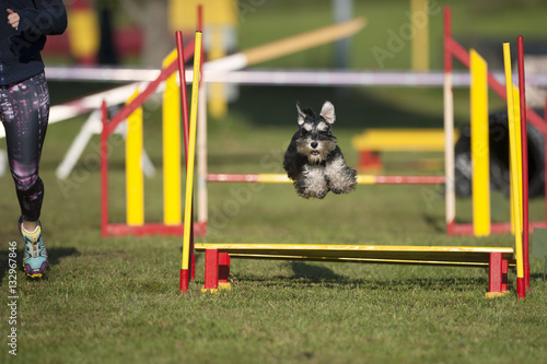 Miniature Schnauzer jumping over yellow obstacle on agility course.