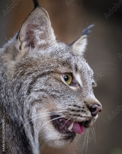 lynx