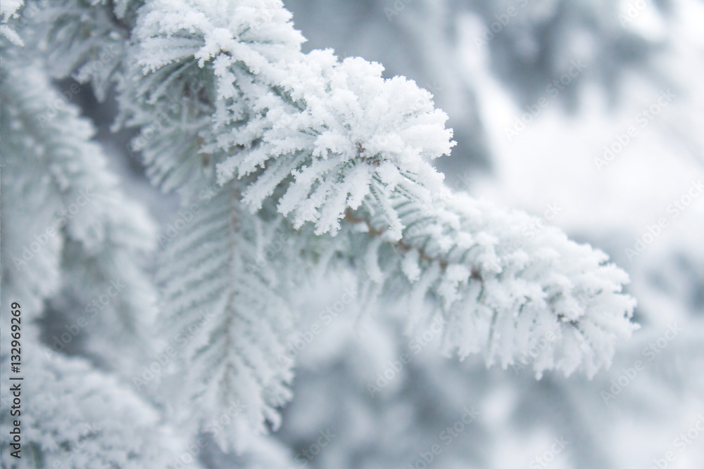 Winter background - white frosty fir branch Winter background - white frosty fir branch