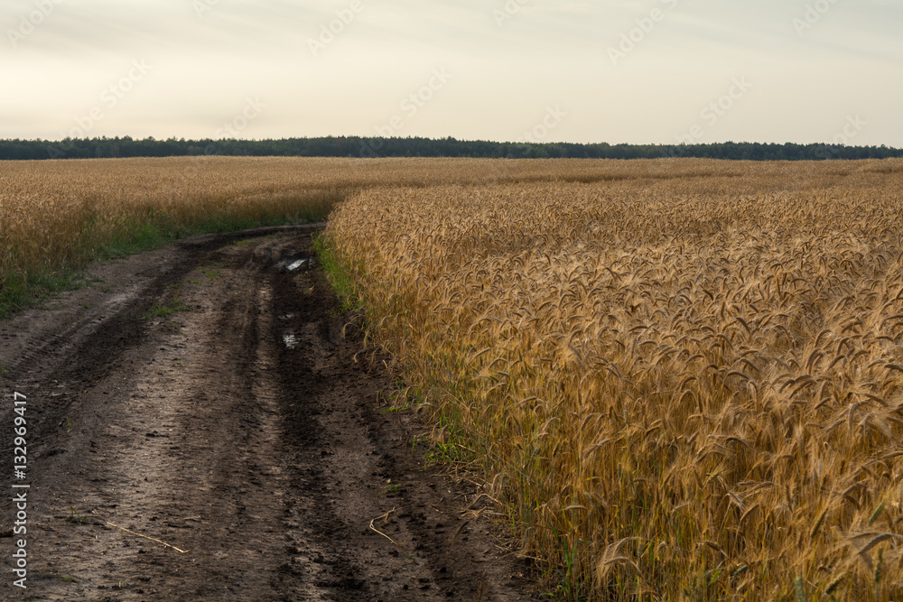 Grow wheat in a field, agricultural enterprise, field, small business, wheat, road,