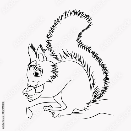 .vector illustration of the squirrel on white background