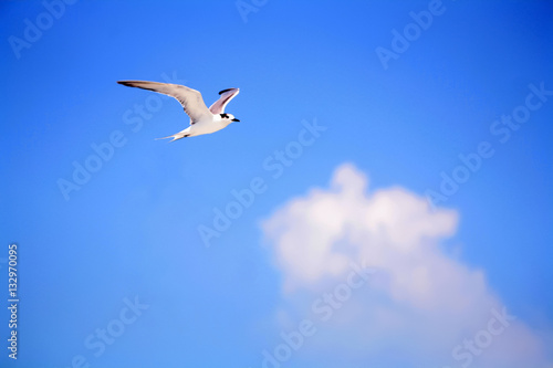 Seagull flying against the blue sky near the ocean Thailand. 